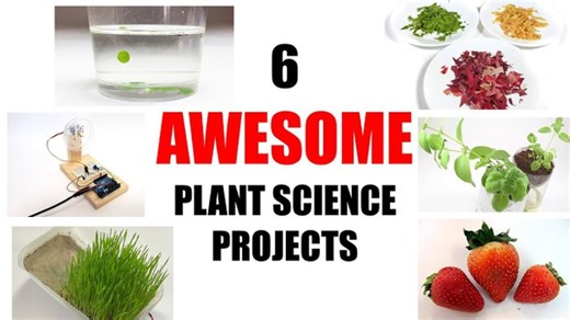 Plant Biology Science Projects