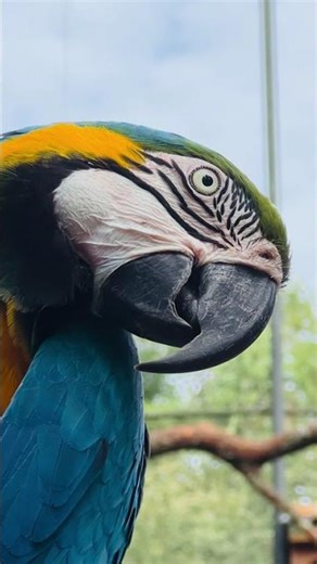 this is so beautiful blue and yellow Macau parrot 🦜