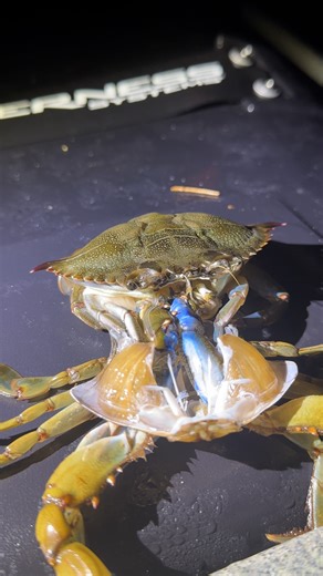 4.5M views · 21K reactions | I couldn't tell where the live crab was 勞呂 | LADbible | Facebook