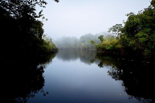 The Amazon Rainforest