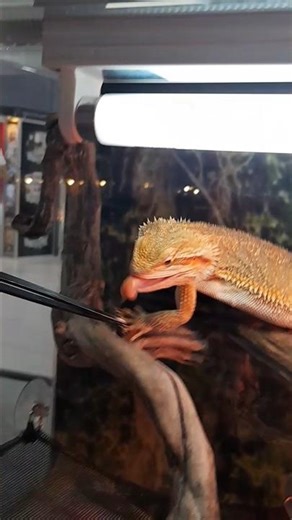 Feeding the Bearded 🦎🦎 Dragon Lizard (Pogona vitticeps)😋 Exhibition
