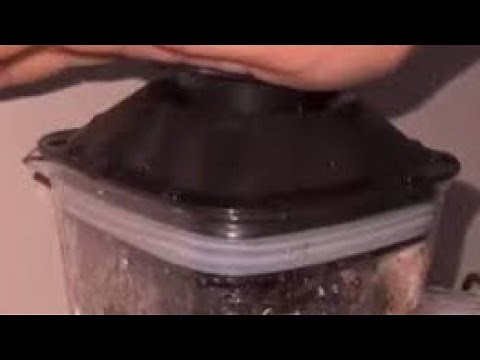 Cat in a blender video sparks widespread outrage online | Cat Blender Twitter Video