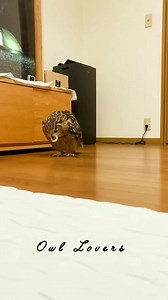 320K views · 10K reactions | Cute owl黎 #owl | Owl Lovers | Facebook