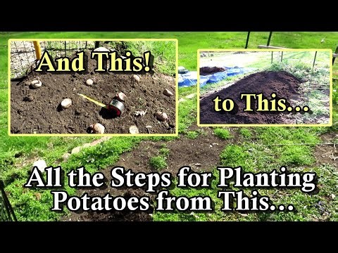 How to Prepare the Ground and Plant Potatoes: When to Plant, Soil, Compost, Fertilizer, & Spacing