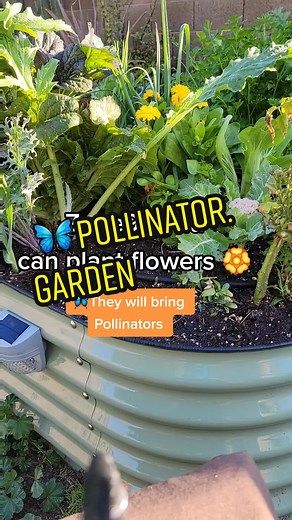 Buttercup Flower Meaning and Symbolism Explained