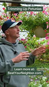 How and When to trim up your petunias. #petunias #flowers #greenhouselife #plantcare #plantcaretips | Sharkey's Greenhouses