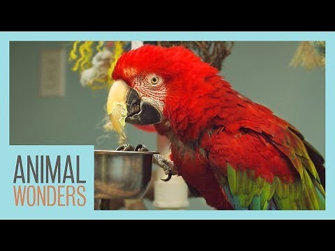 Macaws! What, Where, How