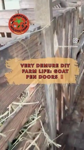 DIY Goat Pen Upgrade! From pallets + drills to safer doors for our herd #goatfarming #lifeinjamaica