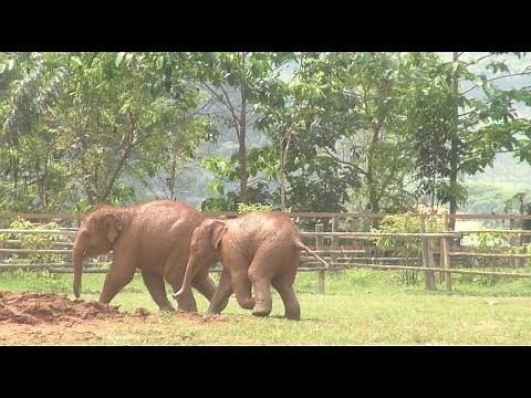 Most Compilation Shot Of Baby Elephants Running And Playing - ElephantNews