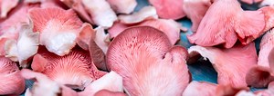 The Ultimate Guide to Pink Oyster Mushrooms | GroCycle