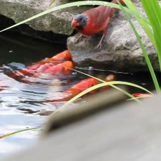 Why exactly is a red cardinal feeding a goldfish? | National Geographic