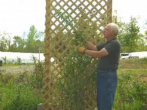 No Page Found - furneysnursery