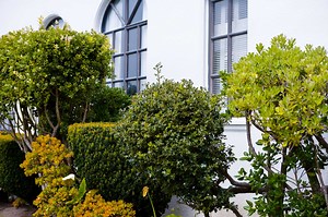 How to Treat Scales on Trees