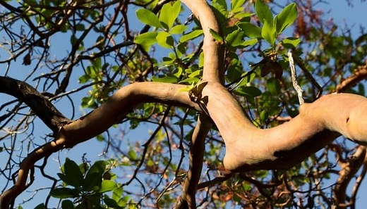 Smooth Bark Trees | 12 Types and How To Identify Them