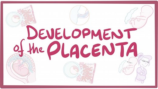 Development of the placenta: Video, Causes, & Meaning | Osmosis