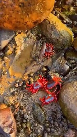 Stunning Fishing Techniques for Capturing Sea Animals