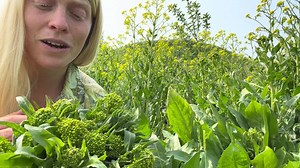 Perennial! Vegetables! HuzZaH! If you love broccoli raab and rapini, Turkish Rocket is their scrumptiously plentiful perennial cousin that will grace your table for decades to come ✨ Emerging first thing in spring, all the florets you don’t savor become 3-4’ spires of gorgeous yellow flowers nourishing countless butterflies, bees and beneficial insects beyond 🐝 Easy to grow & impressively deer as well as rabbit resistant, establish Turkish Rocket where you’d love their deep-rooted resilience to