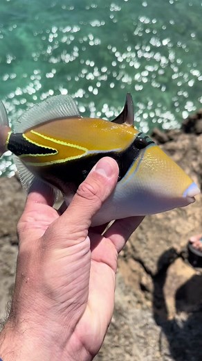 Humu - Hawaii's State Fish and More