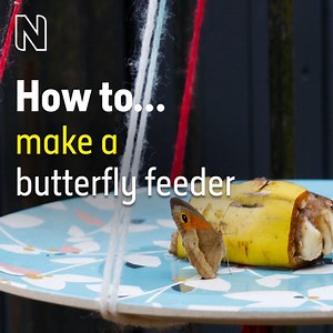 17K views · 313 reactions | Attract beautiful butterflies with our easy-to-make fruit feeder. Put on a butterfly buffet and observe these intriguing insects. 曆 Get tips for success and find out which butterfly species you're most likely to see: https://bit.ly/NHM-Butterfly-Feeder-Jun20 #NIW2020 #InsectWeek | Natural History Museum, London | Facebook