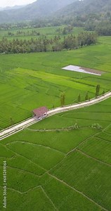 4k portrait aerial footage shows rice fields in a village with a small road through it and hills behind it. Green rice fields in a rural area on the island of Java