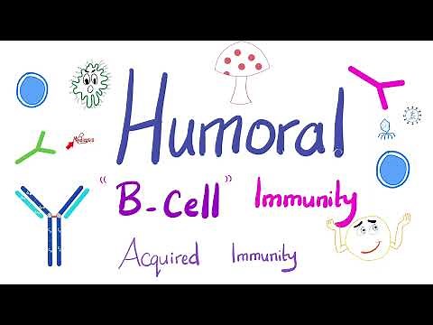Humoral Immunity | The B-Lymphocytes | Immunology | Physiology