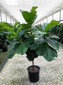 Ficus lyrata - Alchetron, The Free Social Encyclopedia