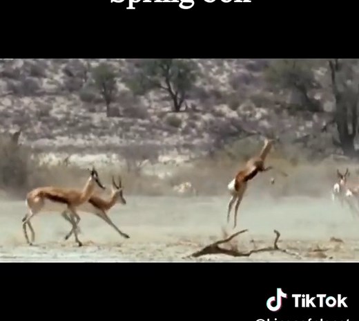 Stunning Springbok Leaps: Nature's Beautiful Jumpers