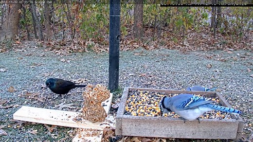 4 SIMPLE Strategies That Attract BLUE JAYS! (2025)