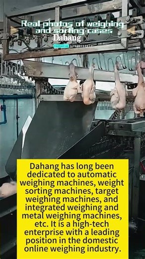 Dahang Weighing, sorting and matching Machinery #weighingscale #weightmachine