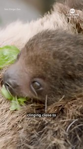 The San Diego is celebrating the birth of a new baby sloth. Xena, the 12-year-old sloth gave birth to the baby boy last month, no decision yet on a name. Diane Macedo reports. | ABC News Live