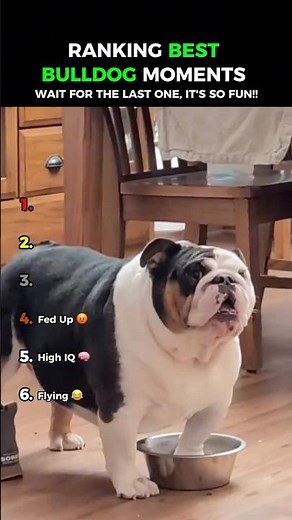 Funny Bulldog: Dogs Being Idiots Part 200 😂😂