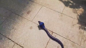 Amazon.com: Gosyfeti Remote Control Snake Toy, RC Realistic Cobra Joke Trick Prank, Electric Controlled Snake for Cat Pet, Kid's Boy's Adult's Funny Birthday Gift (Blue) : Toys & Games