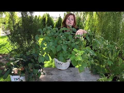 5 Awesome Shrubs for Fall Gardens