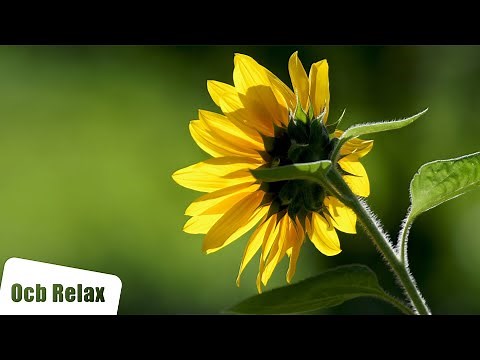 12 Hours of Relaxing Music - Piano Music for Stress Relief, Sleep Music, Meditation Music (Mirror)