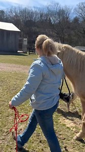 108K views · 969 reactions | Aggressive Horses? Aggression can come...