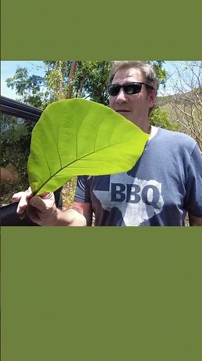 This Teak Tree Leaf Is Big… But Wait Until You See the Bigger Ones in Costa Rica! 🌿 #costarica