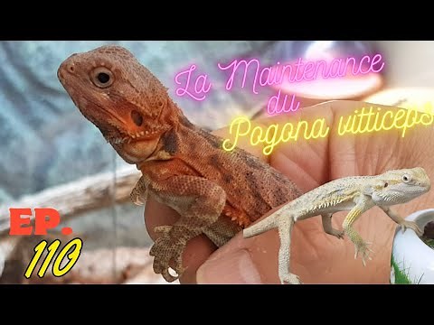 Ep.110 - Le Maintien du Pogona vitticeps (Bearded Dragon Care)