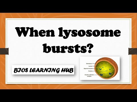 What will happen if a lysosome burst inside a cell?