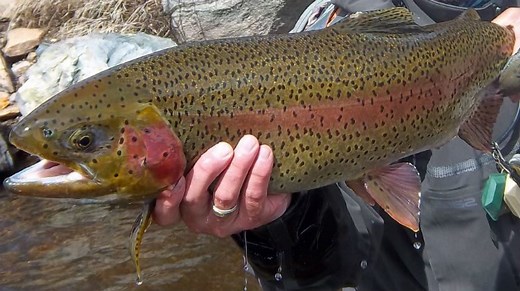 DIY Guide to Fly Fishing the Taylor River in Colorado | DIY Fly Fishing