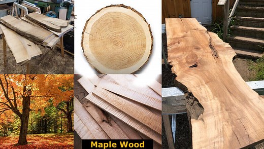 Maple Wood: Properties, Colors, Uses, Hardness, Types, Advantages & Disadvantages - WoodworkMag.Com