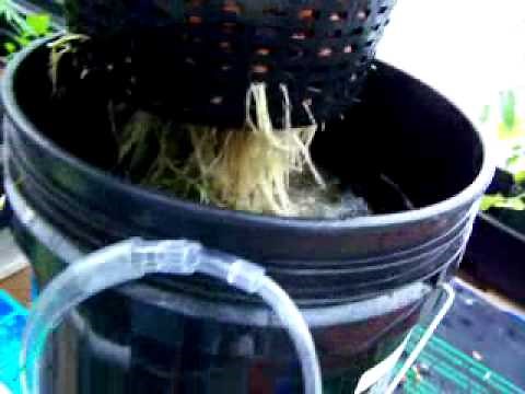 Easiest DWC Hydroponic System