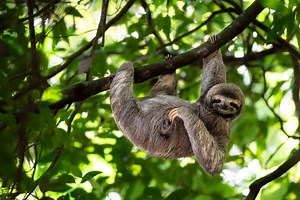 17 Sloth Facts - Fact Animal