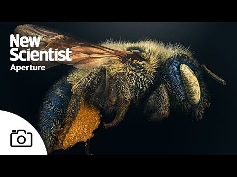 Endangered insects photographed in unprecedented detail