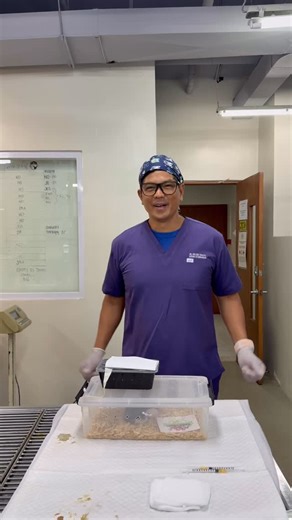 1.7K views · 345 reactions | Thank you @slither.and.strike @arcy11 for this beautiful pied ball python! My first in my collection.#piedballpython #ballpythonmorph #snakes | Doc Nielsen Donato | Facebook