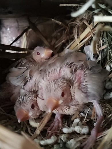 Seebe Birds Kingdom on TikTok