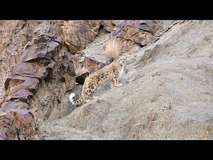 The Snow Leopard