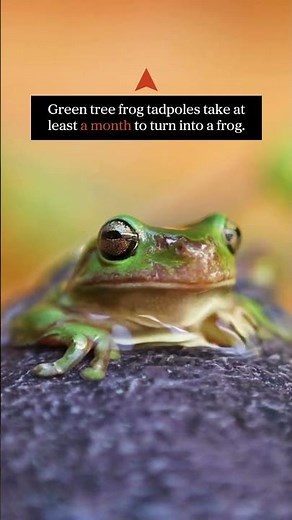 Tadpole to Frog: The Unbelievable Transformation Timeline