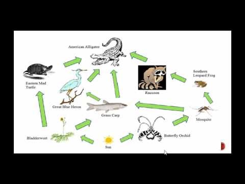 Food Chains vs Food Webs