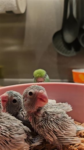 My parrotlets on Instagram: "so happy to meet new friends! and incidentally have some porridge!😋😋😋 #lovedbird #aiko #disabledbird #thestrongest . #parrotletsofinstagram #parrotletbirds #parrotlet #parrotsofinstagram #parakeet #cuteparrot #forpus #cutebird #cutebirds #differentisbeautiful #birdlove #parakeetofinstagram #pocketparrot #birbmemes #birbmeme #perfectlyimperfectpets #instabirds #instaparrots #instapet #happybird #babybird #birbstagram"