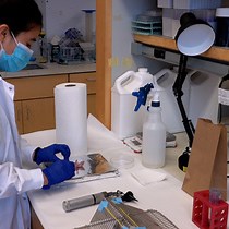 Video: A Minimally Invasive Method for Intratracheal Instillation of Drugs in Neonatal Rodents to Treat Lung Disease